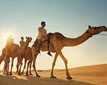 Desert Safari Tour