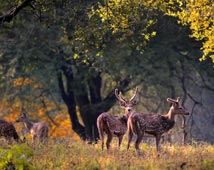 Kanha National Park Tour