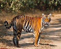 Kanha Wildlife Tours