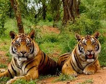 Sariska Wildlife Tour Packages