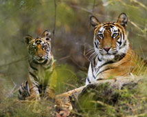 Bandhavgarh Wildlife Sanctuary