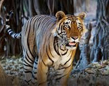 Bandhavgarh National Park