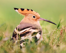 Bharatpur Bird Sanctuary 