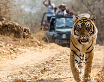 Corbett National Park