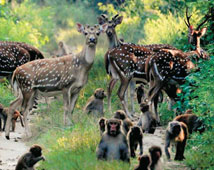 Dudhwa National Park