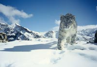 Hemis National Park