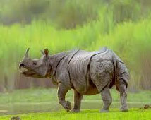 Kaziranga Wildlife Sanctuary 