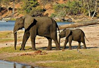 Manas National Park