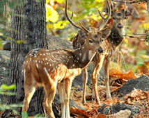 Pench Wildlife Sanctuary 