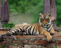 Ranthambore Wildlife Sanctuary 