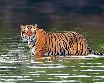 Ranthambore National Park