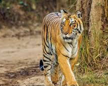 Sariska Wildlife Sanctuary 