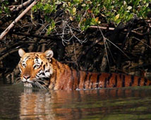 Sunderbans Wildlife Sanctuary 