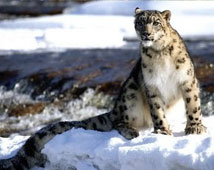 The Great Himalayan National Park