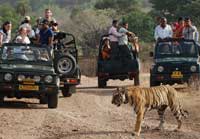 Jeep Safari in India 