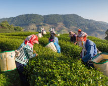 Darjeeling Hill Station