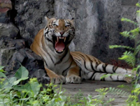 Birsa Zoological Park, Jharkhand