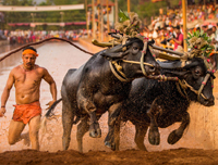 Kambala Festival, Karnataka