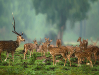 Ralamandal Wildlife Sanctuary, Madhya Pradesh