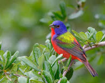 Kadalundi Bird Sanctuary