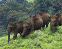 Idukki Tour Packages