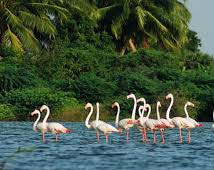 Kumarakom Holiday Packages