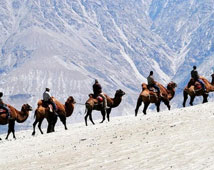 Ladakh Camel Safari Tour 