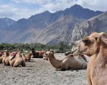 Nubra Valley