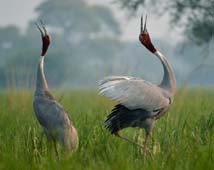 Bharatpur City Guide