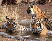 Kanha Wildlife Tours