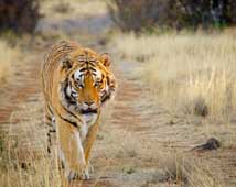 Ranthambore National Park Tour