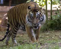 Bandavgarh Wildlife Tour