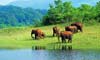 South India Backwaters and Wildlife Tour Package