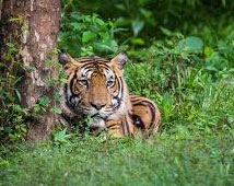 Corbett National Park Tours