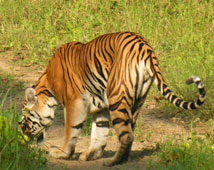 Wildlife in India