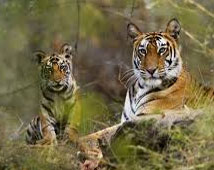 Bandhavgarh Wildlife Tour