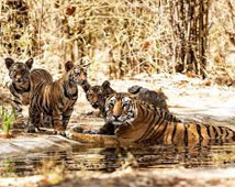 Bandhavgarh Wildlife Tour