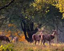 Kanha Wildlife Tour