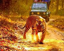 Kanha Wildlife Tour