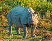 Kaziranga Wildlife Tour