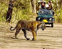 Sariska Wildlife Tour