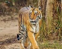 Sariska Wildlife Tour