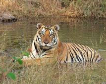 North India Wildlife Tour