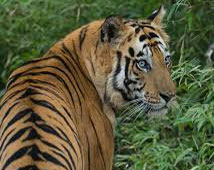 Ranthambhor Wildlife Tours