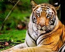 Bandhavgarh Wildlife Tour