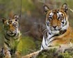 Bandhavgarh