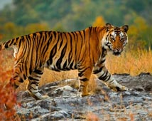 Bandhavgarh National Park Tour