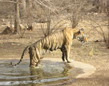 Panna National Park Tours