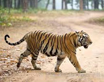 Indian Wildlife with Golden Triangle Tour 