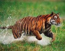 Ranthambhore National Park Tours